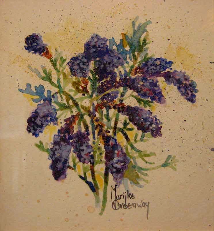 Lavender Blue<>  52 x 48 watercolour $495